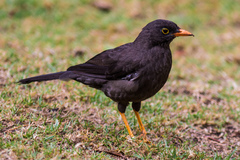 Turdus fuscater