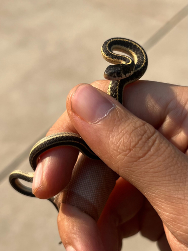 iNaturalist observation photo of Western Terrestrial Garter Snake