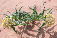 Asclepias macrosperma