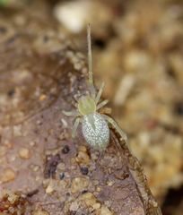 Cheiracanthium africanum