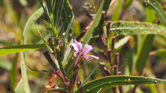 Lythrum californicum
