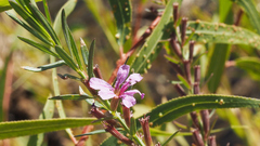 Lythrum californicum