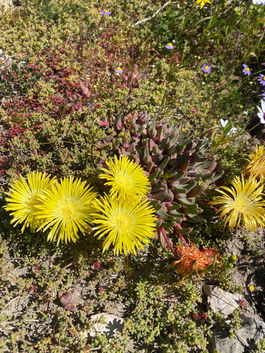 Mesembryanthemum tuberculatum Mill.