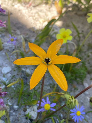 Linear Capestar (Pauridia linearis)