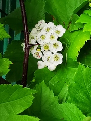 Crataegus chlorosarca