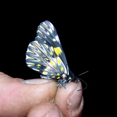 Catasticta teutila