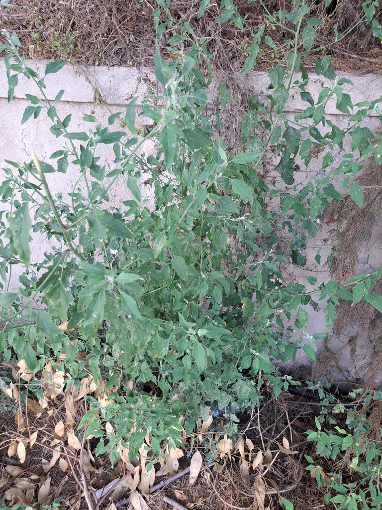 Common Lambsquarters