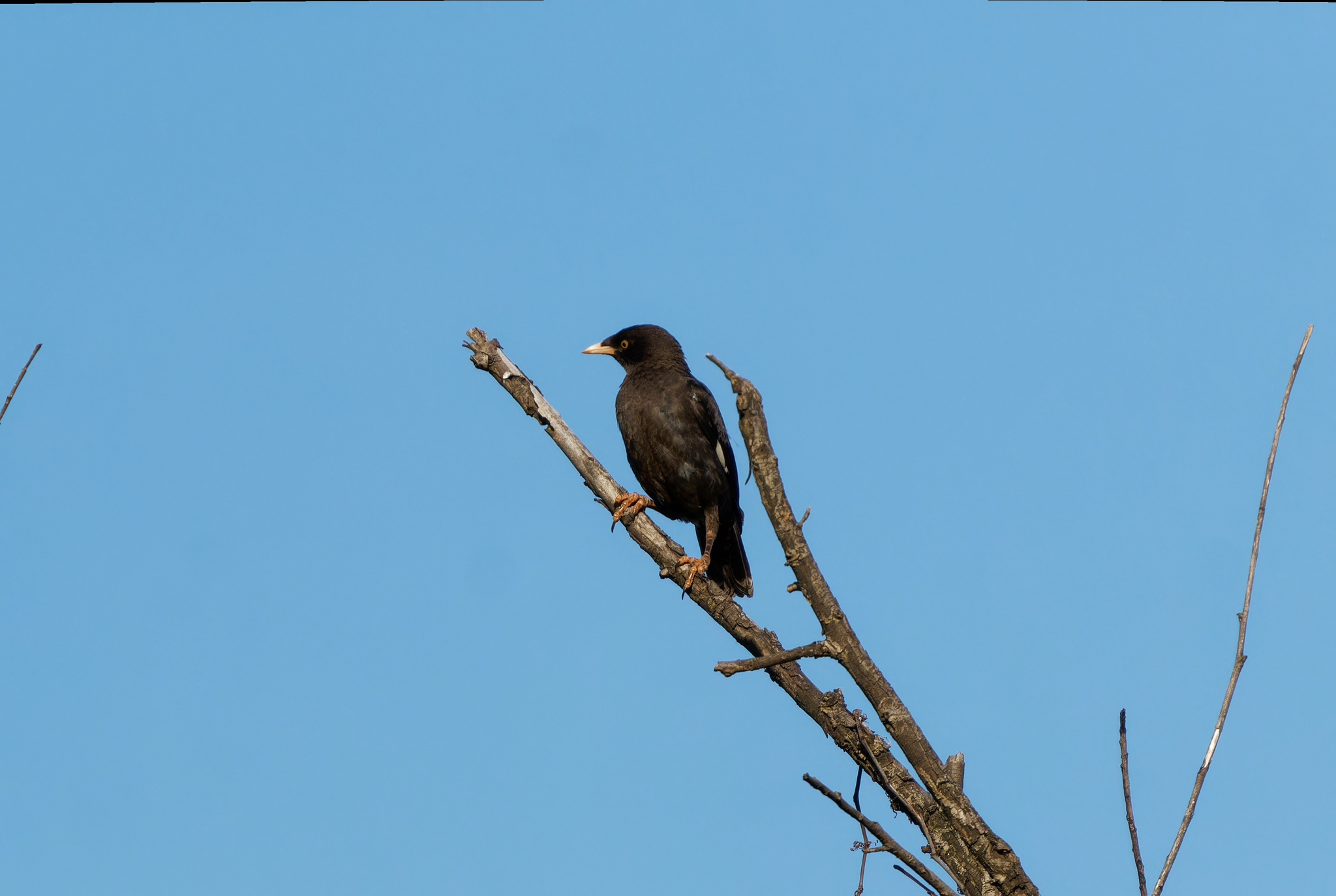 Crested Myna