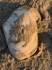 Mactromeris catilliformis