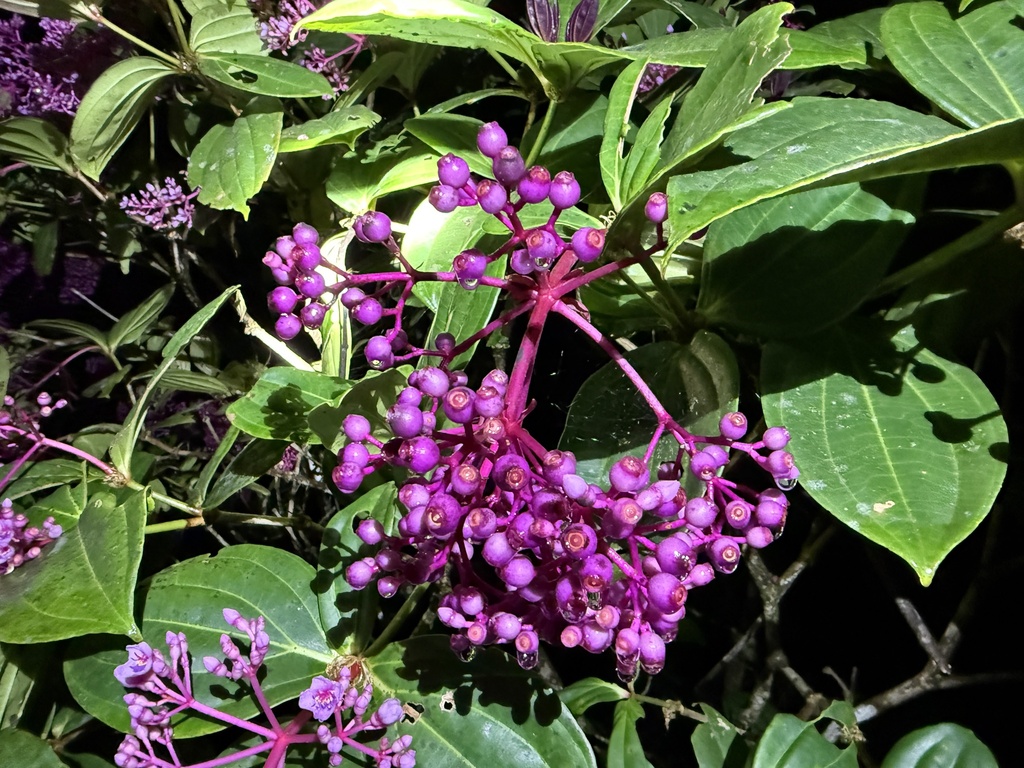 Medinilla eximia