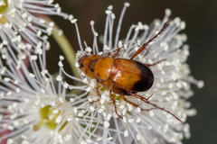 Phyllotocus macleayi