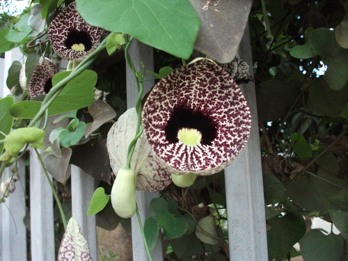 Aristolochia littoralis