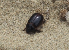 Pericoptus truncatus