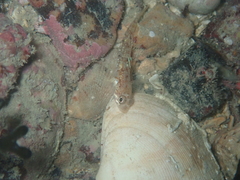 Pomatoschistus pictus