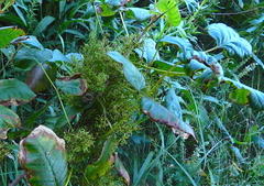 Eriophyes rhoinus