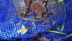 Stenopsyche marmorata