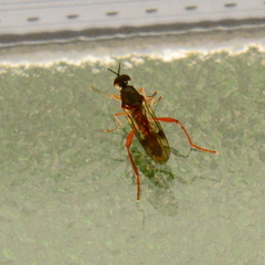 Benhamyia apicalis