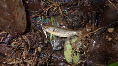 Rhynchocypris steindachneri