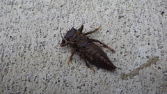 Anotogaster sieboldii