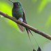 Booted Racket-Tail - Photo (c) Jerry Oldenettel, some rights reserved (CC BY-NC-SA)