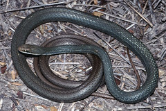 Masticophis schotti ruthveni