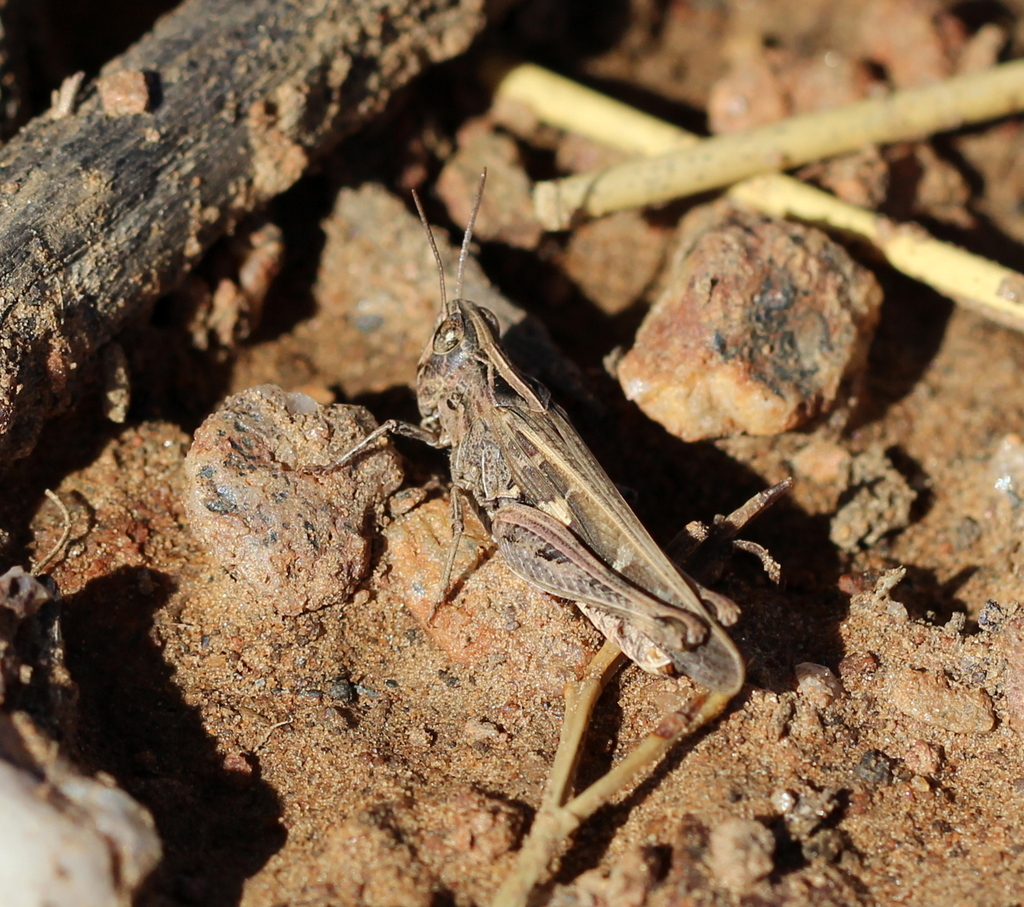 Anaeolopus