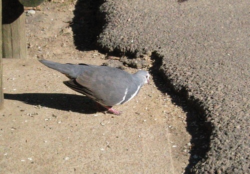 Leucosarcia melanoleuca