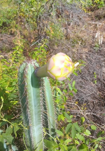 Pilosocereus oligolepis