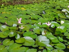 Nymphaea ampla