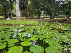 Nymphaea ampla