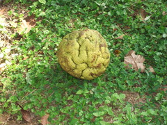 Angiospermae