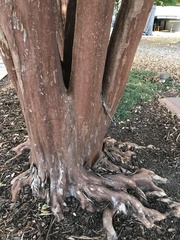 Lagerstroemia indica
