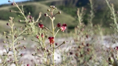 Scrophularia cretacea