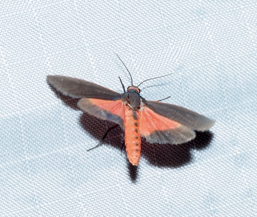 Joyful Virbia Moth photo 4