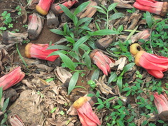 Angiospermae