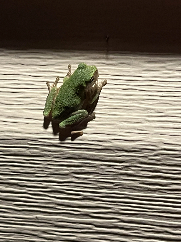 Gray Treefrog Species Complex from Copley Square, O'Fallon, MO, US on ...