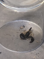 Euscorpius flavicaudis