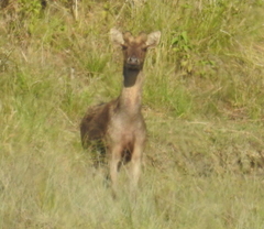 Rusa timorensis