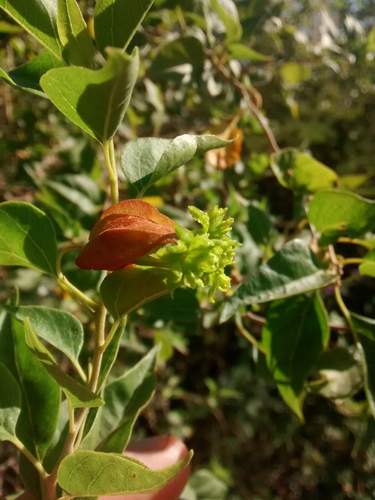 Bougainvillea stipitata, photograph 5