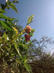 Bougainvillea stipitata, photograph author not stated, no rights reserved