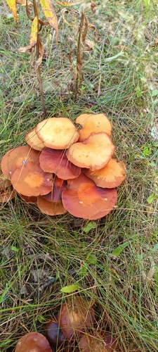 Sheathed Woodtuft