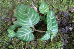 Lepidagathis inaequalis