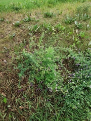 Medicago sativa
