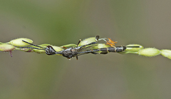 Gasteruption angusticeps