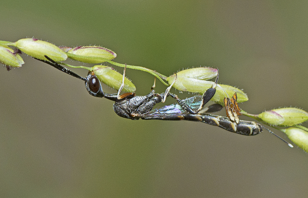 Gasteruptiinae