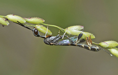 Gasteruption angusticeps