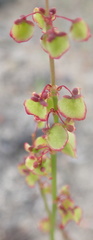 Rumex woodii
