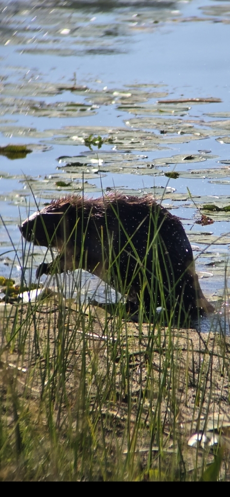 American Beaver from Prince Edward, ON K0K 1T0, Canada on August 30 ...