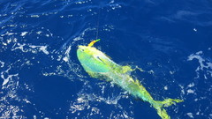 Common Dolphinfish
