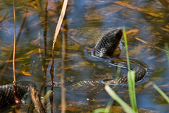 Drymarchon melanurus erebennus